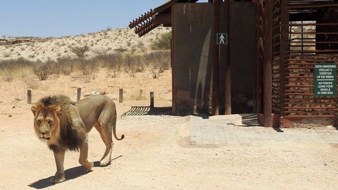 Гендерная несправедливость: туристов в ЮАР лев не подпустил к мужскому туалету