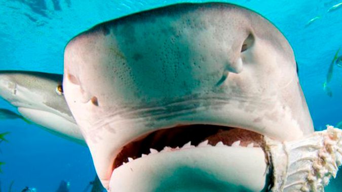 Поаккуратнее в Австралии с акулами: опасно для жизни
