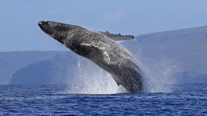 У побережья Галисии можно увидеть гигантских синих китов