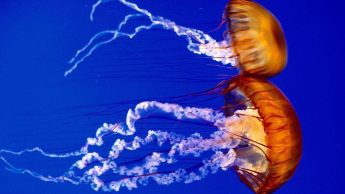 Таиланд атакуют огненные медузы