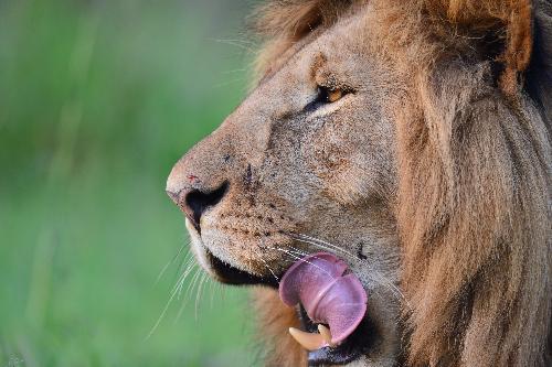 Кенийских львов развращают геи — туристы