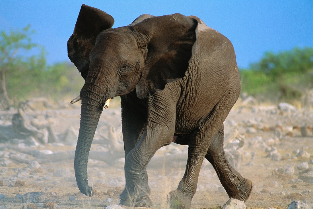 Нежелающий делать сэлфи слон насмерть затоптал туристов