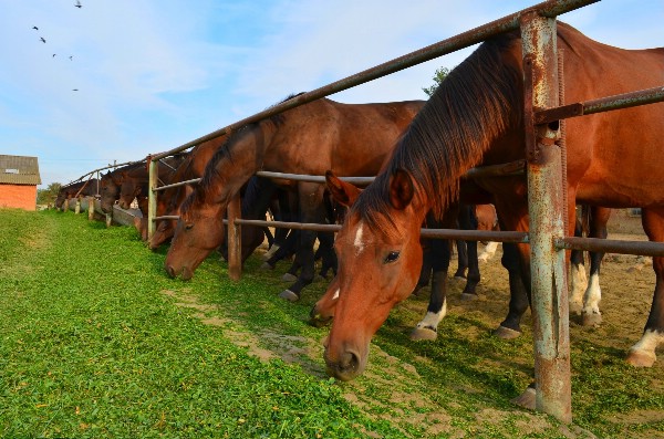 В Приамурье организуют турмаршрут на единственную в ДФО ферму с элитными лошадьми