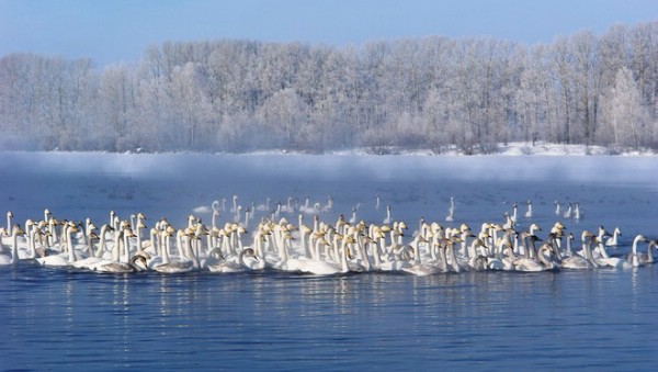 В Алтайском крае зимний туристический сезон открыли праздником «Алтайская зимовка»