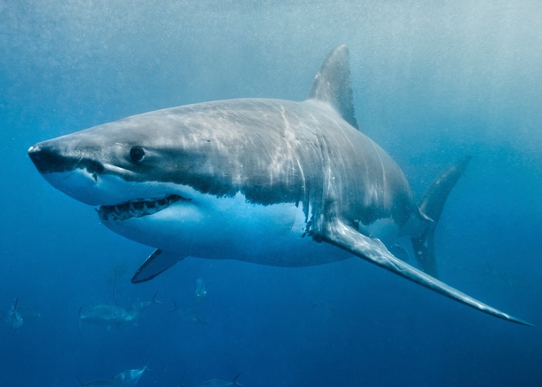 Туристка-дайвер погибла от нападения акулы