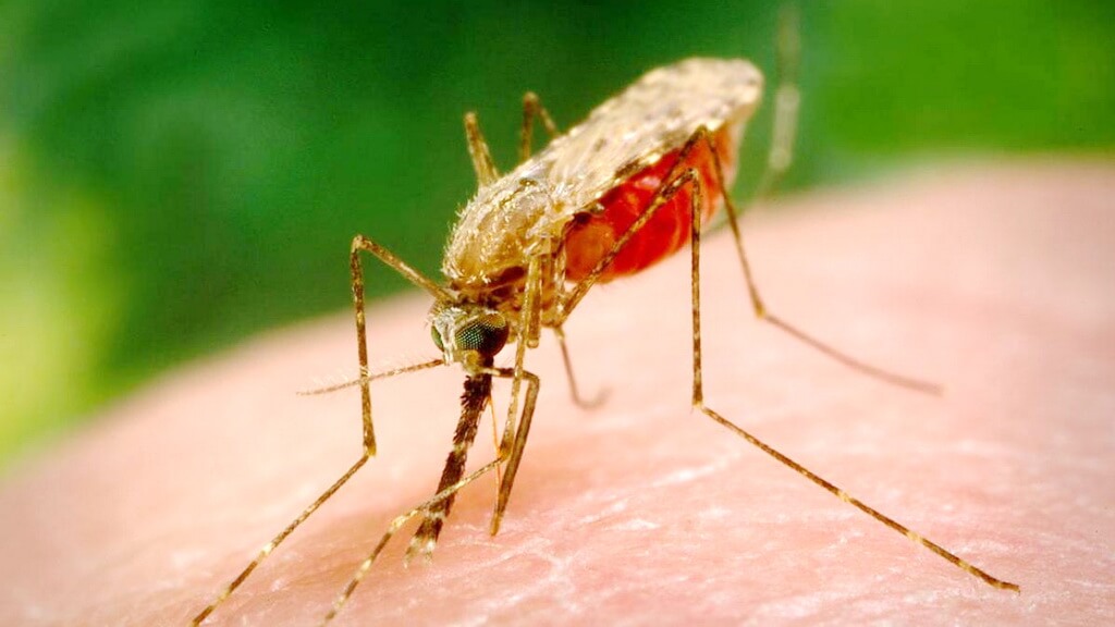 Роспотребнадзор предупредил туристов об опасных комарах на Канарских островах